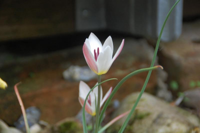 DSC_2465.JPG