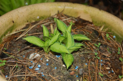 DSC_2452.JPG
