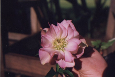 Helleborus_Peters1.jpg