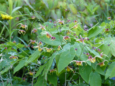 2018-04-25 Epimedium omeiense 'Akane'.jpg