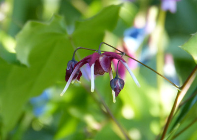 2018-04-25 Epimedium 'Red Maximum'.jpg