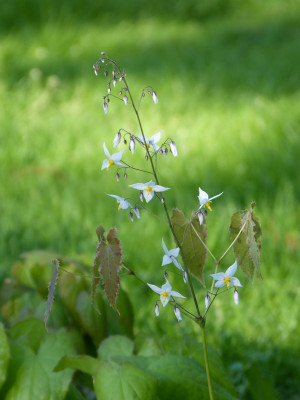 2018-04-25 Epimedium stellulatum 'long leaf Form'.jpg