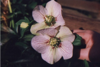 Helleborus_Peters2.jpg