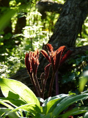 2018-04-25 Rodgersia purdomii.jpg