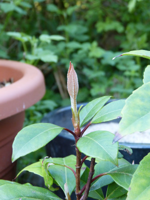 2018-04-25 Hydrangea x seemannii.jpg