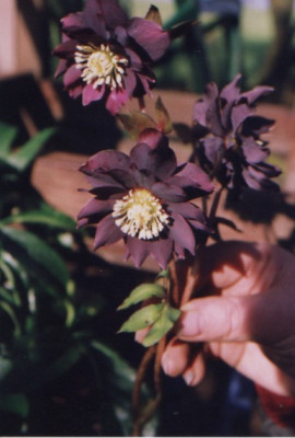 Helleborus_H._double_smoky.jpg