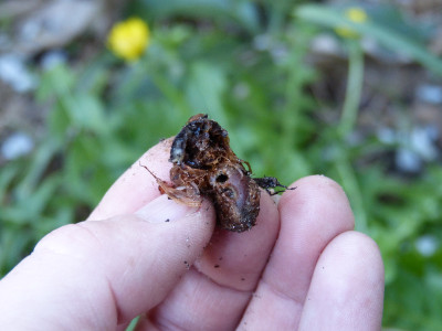 2018-04-25 Woodwardia unigemmata.jpg