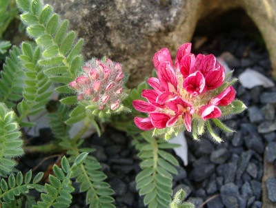 Anthyllis montana rubra.jpg