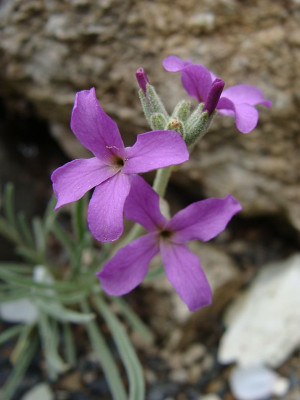 Matthiola scapifera18.jpg