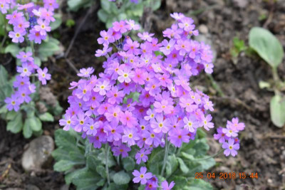 Blüten im April 2018 021.JPG