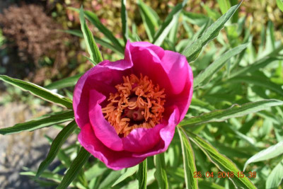 Blüten im April 2018 015.JPG