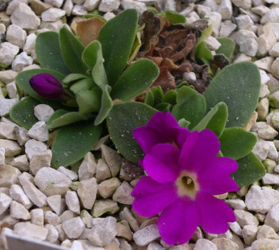 Primula_x_allionii_Lismore_Treasure_2007-03-17.JPG
