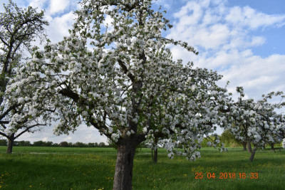 Blüten im April 2018 027.JPG
