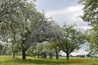 Blüten im April 2018 026.JPG