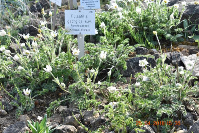 Blüten im April 2018 012.JPG