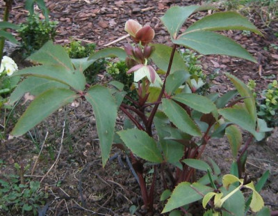 Helleborus__x_ericsmithii_20070317.jpg
