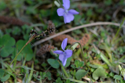 DSC_2605-Sandveilchen-Viola rupestris_001.JPG