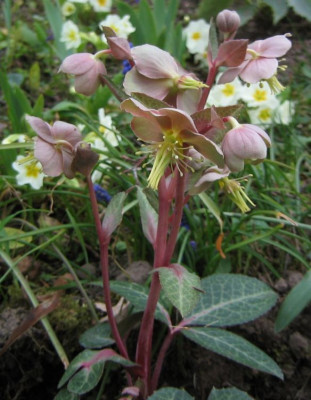 Helleborus_sternii_20070317.jpg