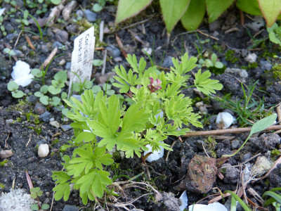 2018-04-25 Corydalis buschii.jpg