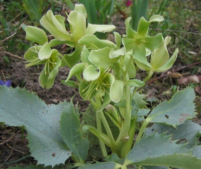 Helleborus_argutifolius__Silver_Lace_20070317.jpg