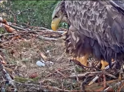 Seeadler 26.04.2018.PNG