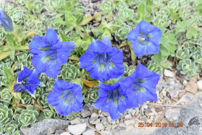 Blüten im April 2018 018.JPG