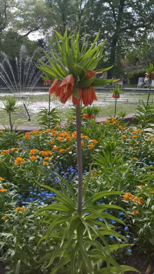 WP_20180422_15_59_46_Pro.jpg