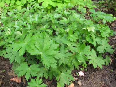 g.nosodum.img.JPG