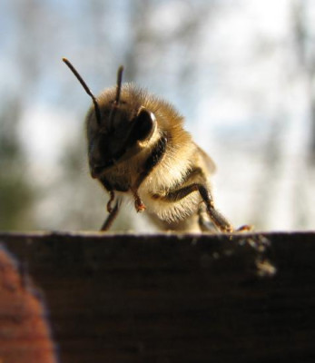 biene_guckt.jpg