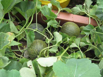 Melonen.jpg