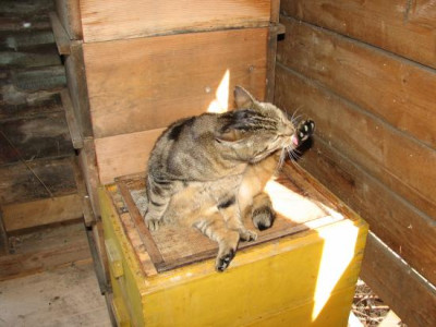 bienen_kater.jpg