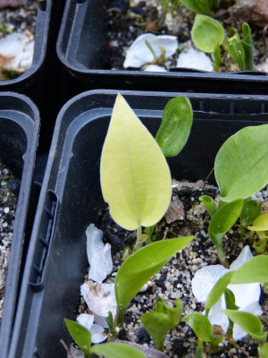 2018-04-25 Hosta-Sämlinge.jpg