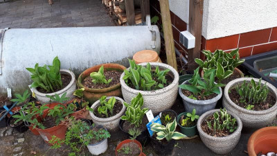 Hosta.jpg