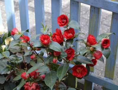 Camellia-BobHope.18-2.jpg