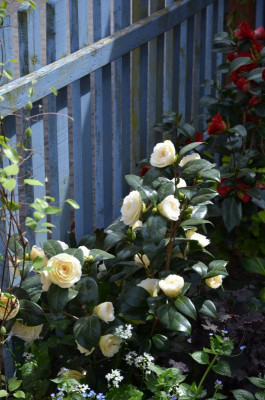 Camellia-Dahnlohnega.18-1.jpg
