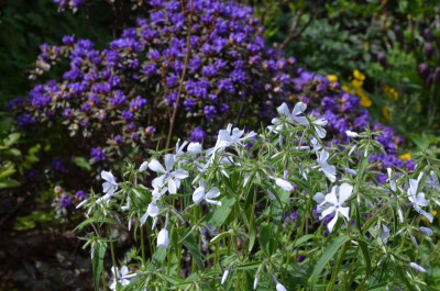 Phlox_divaricata-WhitePerfume.18-1.jpg