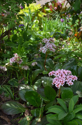 Bergenia-Traum.18-2.jpg