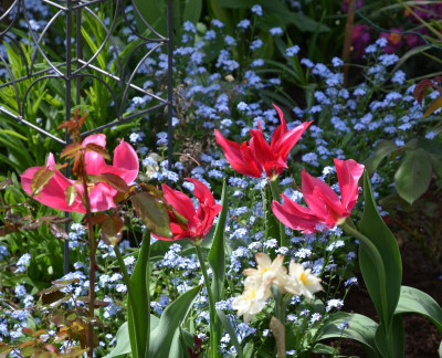 Tulipa-DollsMinuet.18-1.jpg