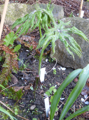 2018-04-26 Syneilesis 'Hagoromo'.jpg