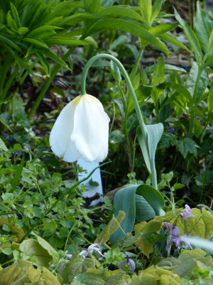 2018-04-26 Tulpe.jpg