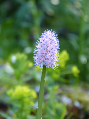 2018-04-26 Helonias bullata.jpg