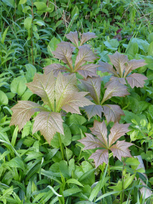2018-04-26 Rodgersia podophylla 'Rotlaub'.jpg