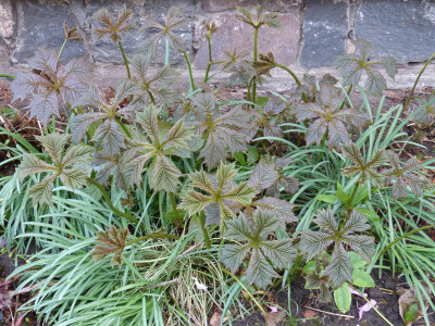 2018-04-26 Rodgersia podophylla 'Rotlaub' 2.jpg