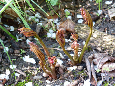 2018-04-26 Rodgersia 'Roter Kaiser' 1.jpg