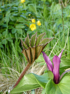 2018-04-26 Rodgersia 'Gilgamesch'.jpg