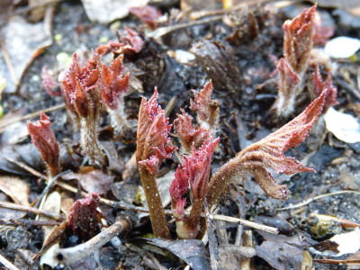 2018-04-26 Rodgersia 'Bronce Peacock'.jpg