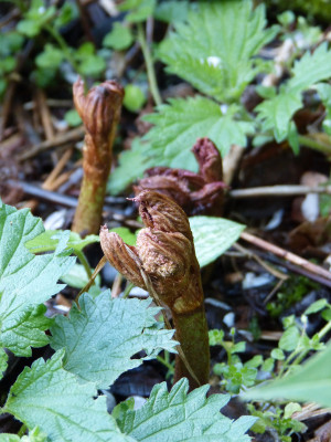 2018-04-26 Rodgersia 'Maurice Mason' 1.jpg