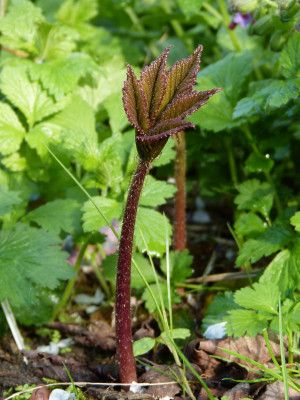 2018-04-26 Rodgersia 'Chocolate Wings' 1.jpg