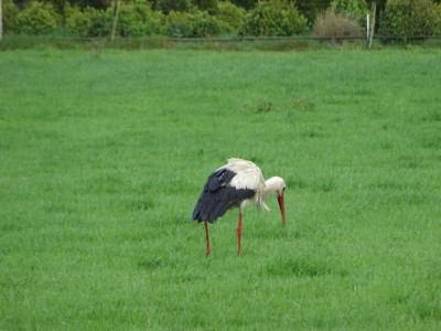 Der Storch 26 April 2018.JPG