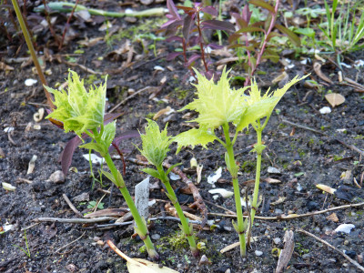2018-04-26 Kirengoshema palmata 'Variegata'.jpg